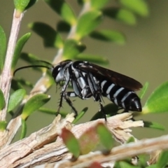 Turneromyia sp. (genus) (Zebra spider wasp) at Parkes, ACT - 25 Mar 2020 by Tammy