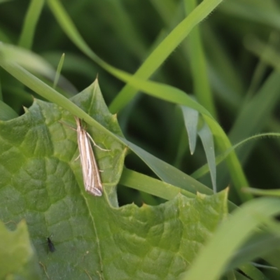 Hednota species near grammellus (Pyralid or snout moth) at Cook, ACT - 24 Mar 2020 by Tammy