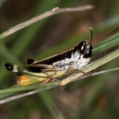 Macrotona australis (Common Macrotona Grasshopper) at Bruce Ridge to Gossan Hill - 24 Jan 2019 by Bron