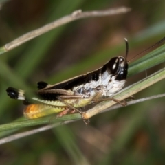 Macrotona australis (Common Macrotona Grasshopper) at Bruce, ACT - 25 Jan 2019 by Bron