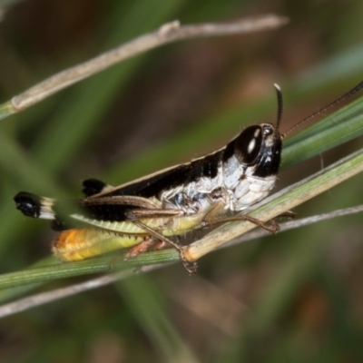 Macrotona australis (Common Macrotona Grasshopper) at Bruce Ridge to Gossan Hill - 24 Jan 2019 by Bron