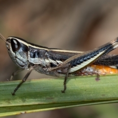 Macrotona australis at Bruce, ACT - 25 Jan 2019