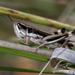 Macrotona australis at Bruce, ACT - 25 Jan 2019