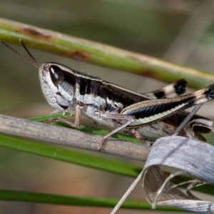 Macrotona australis at Bruce, ACT - 25 Jan 2019