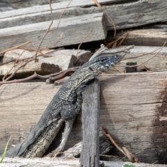 Varanus rosenbergi (Heath or Rosenberg's Monitor) at Bumbalong, NSW - 23 Feb 2020 by Ad