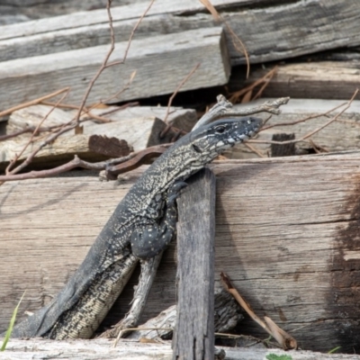 Varanus rosenbergi (Heath or Rosenberg's Monitor) at Bumbalong, NSW - 23 Feb 2020 by Ad