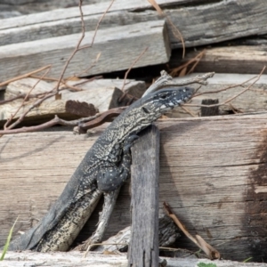 Varanus rosenbergi at Bumbalong, NSW - 23 Feb 2020