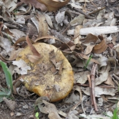 zz bolete at Isaacs Ridge - 26 Mar 2020 by SandraH