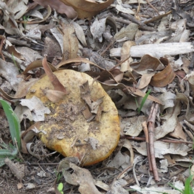 zz bolete at Symonston, ACT - 27 Mar 2020 by SandraH