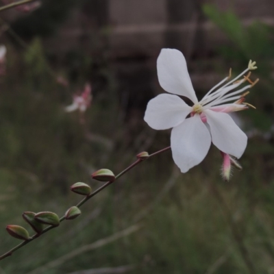 Oenothera lindheimeri (Clockweed) at Molonglo Valley, ACT - 2 Mar 2020 by MichaelBedingfield