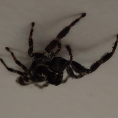 Sandalodes superbus (Ludicra Jumping Spider) at Spence, ACT - 26 Mar 2020 by Laserchemisty