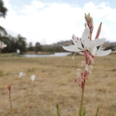 Oenothera lindheimeri (Clockweed) at Gordon, ACT - 2 Feb 2020 by MichaelBedingfield