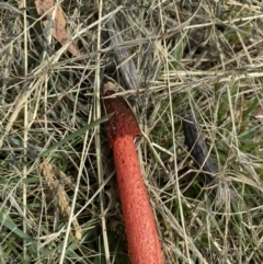 Phallus rubicundus (Phallus rubicundus) at Wanniassa Hills Open Space - 26 Mar 2020 by jksmits