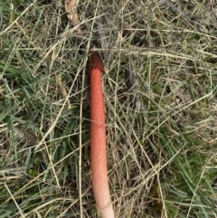 Phallus rubicundus at Wanniassa, ACT - 27 Mar 2020 10:47 AM