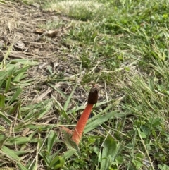 Phallus rubicundus at Wanniassa, ACT - 27 Mar 2020