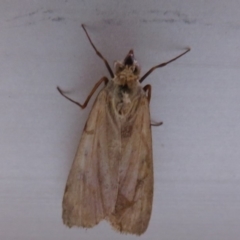 Achyra affinitalis (Cotton Web Spinner) at Flynn, ACT - 25 Mar 2020 by Christine