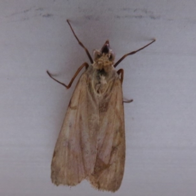 Achyra affinitalis (Cotton Web Spinner) at Flynn, ACT - 25 Mar 2020 by Christine