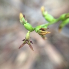 Corunastylis clivicola (Rufous midge orchid) at Hackett, ACT - 27 Mar 2020 by petersan