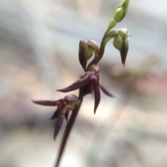 Corunastylis clivicola at Hackett, ACT - suppressed