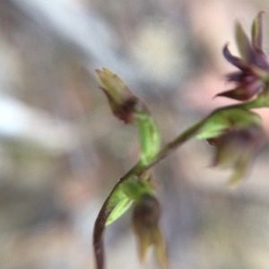 Corunastylis clivicola at Hackett, ACT - suppressed