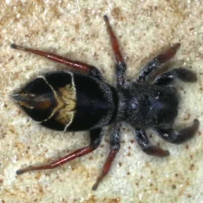 Apricia jovialis (Jovial jumping spider) at Majura, ACT - 26 Mar 2020 by jb2602