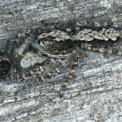 Clynotis severus at Majura, ACT - 26 Mar 2020 12:06 PM