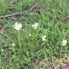 Brachyscome mittagongensis at Bundanoon, NSW - 13 Mar 2020 by ESP