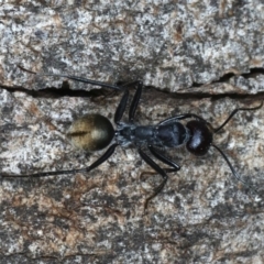 Camponotus suffusus (Golden-tailed sugar ant) at Majura, ACT - 26 Mar 2020 by jb2602