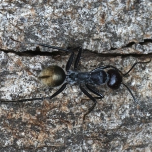 Camponotus suffusus at Majura, ACT - 26 Mar 2020 12:42 PM