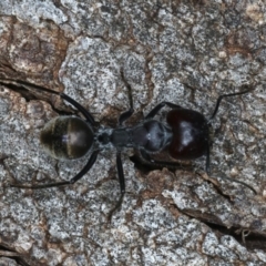 Camponotus suffusus at Majura, ACT - 26 Mar 2020 12:42 PM