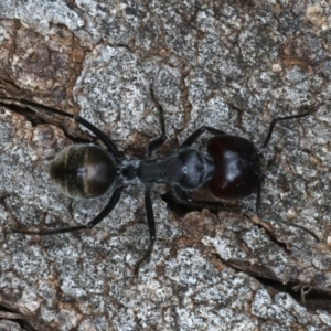 Camponotus suffusus at Majura, ACT - 26 Mar 2020