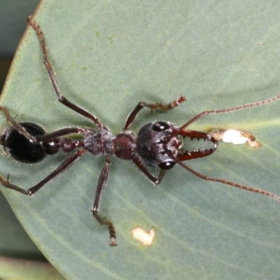 Myrmecia simillima (A Bull Ant) at Mount Ainslie - 26 Mar 2020 by jb2602