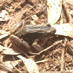 Limnodynastes peronii (Brown-striped Frog) at Bundanoon - 22 Feb 2020 by ESP