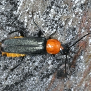 Chauliognathus tricolor at Majura, ACT - 26 Mar 2020 02:09 PM