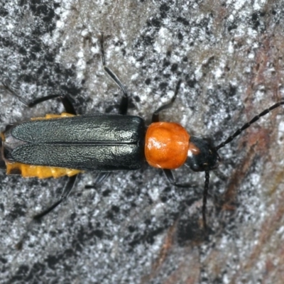 Chauliognathus tricolor (Tricolor soldier beetle) at Majura, ACT - 26 Mar 2020 by jb2602