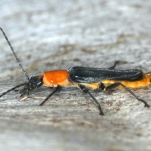 Chauliognathus tricolor at Majura, ACT - 26 Mar 2020