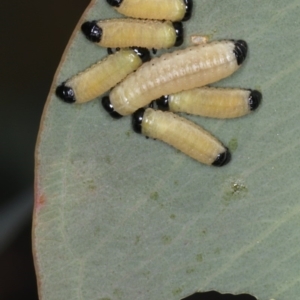 Paropsisterna cloelia at Majura, ACT - 26 Mar 2020