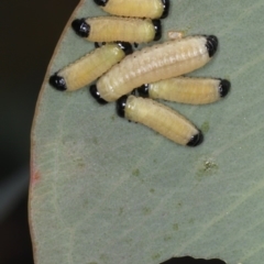 Paropsini sp. (tribe) (Unidentified paropsine leaf beetle) at Majura, ACT - 26 Mar 2020 by jbromilow50