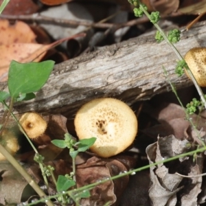 Lentinus arcularius at Quaama, NSW - 27 Mar 2020 10:54 AM