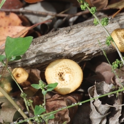 Lentinus arcularius (Fringed Polypore) at Quaama, NSW - 27 Mar 2020 by FionaG