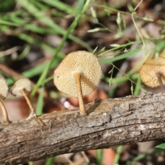 Lentinus arcularius at Quaama, NSW - 27 Mar 2020
