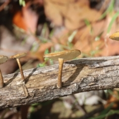 Lentinus arcularius at Quaama, NSW - 27 Mar 2020