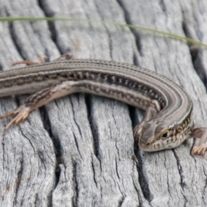 Ctenotus robustus at Chapman, ACT - 26 Mar 2020