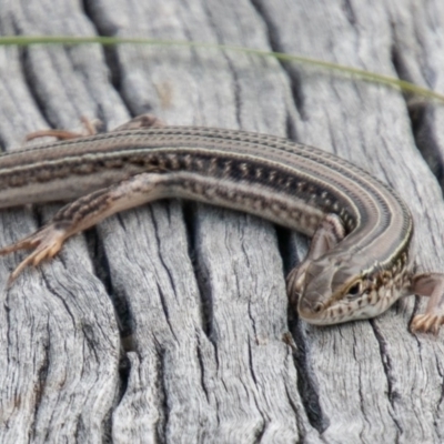 Ctenotus robustus (Robust Striped-skink) at Cooleman Ridge - 26 Mar 2020 by SWishart