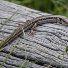 Ctenotus robustus at Chapman, ACT - 26 Mar 2020