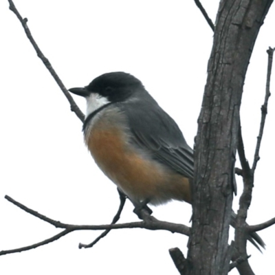 Pachycephala rufiventris (Rufous Whistler) at Mount Ainslie - 25 Mar 2020 by jbromilow50