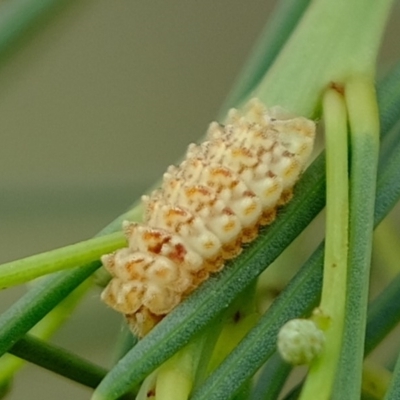 Nacaduba biocellata (Two-spotted Line-Blue) at Florey, ACT - 26 Mar 2020 by Kurt