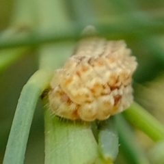 Nacaduba biocellata at Florey, ACT - 27 Mar 2020