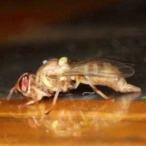 Bactrocera (Bactrocera) tryoni at Kambah, ACT - 27 Mar 2020