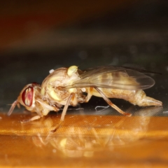 Bactrocera (Bactrocera) tryoni (Queensland fruit fly) at Kambah, ACT - 27 Mar 2020 by Marthijn